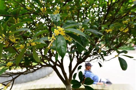 桂花蟲害|桂花的病蟲害防治以及注意事項